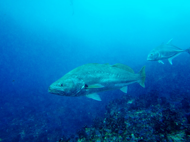 mulloway