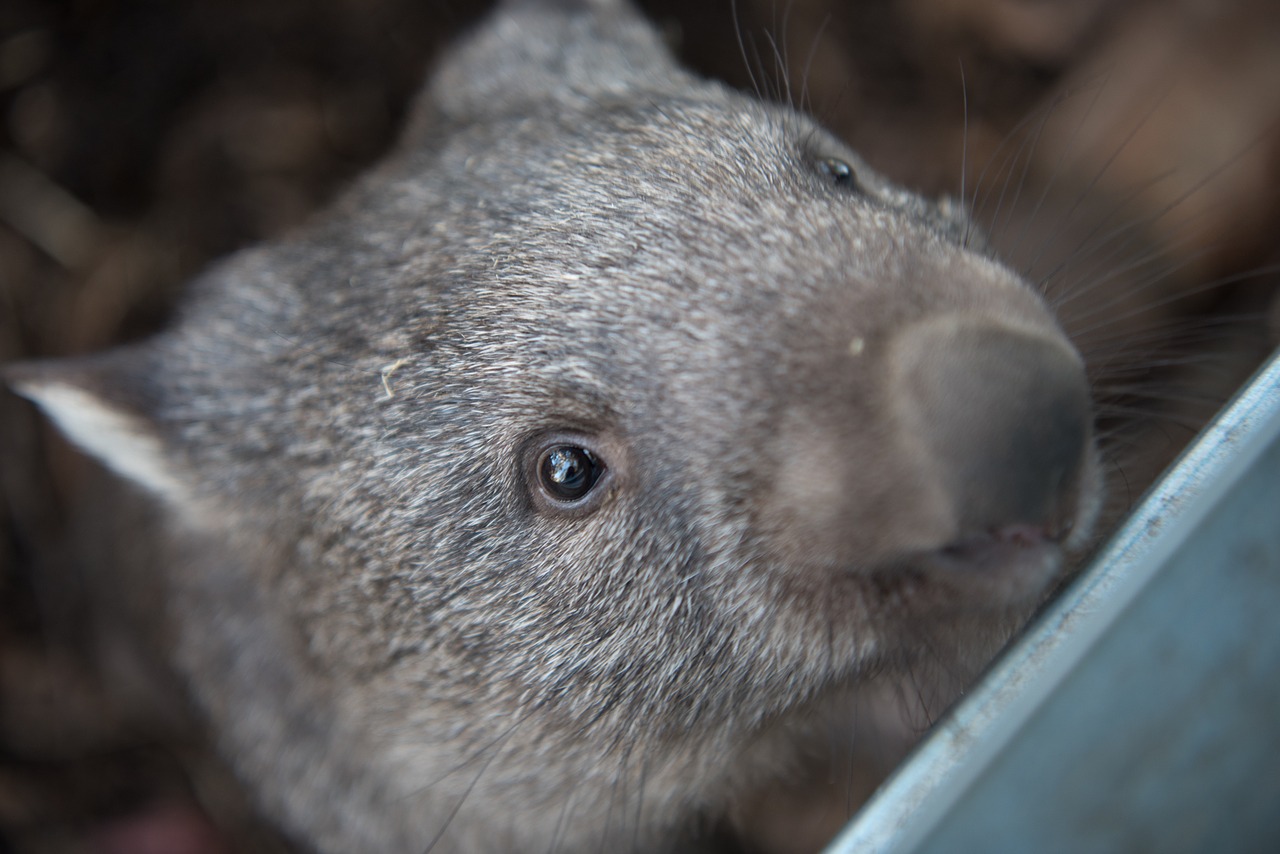 A hairy-nosed wombat