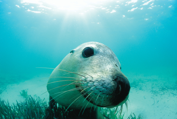 Meet the Rare Species of Fauna Living in the Nullarbor