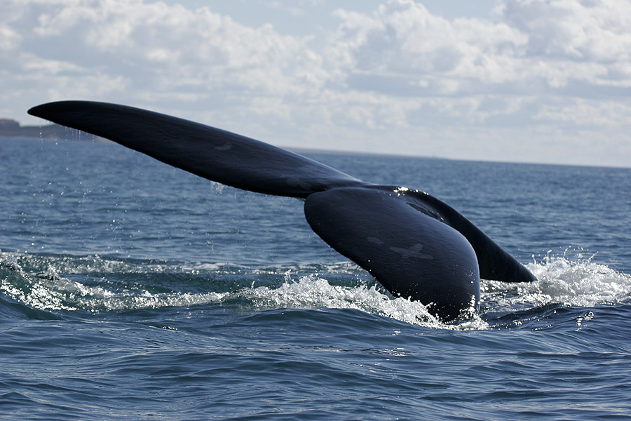 Whale of a Tale: Whale Watching On The Nullarbor