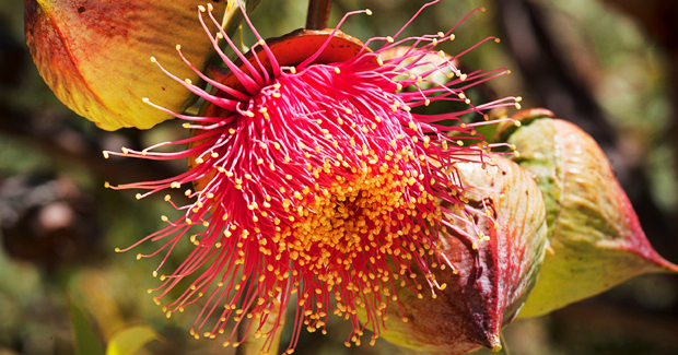 Pick your Poison: Dealing with the Nullarbor’s Poisonous Flora and Fauna