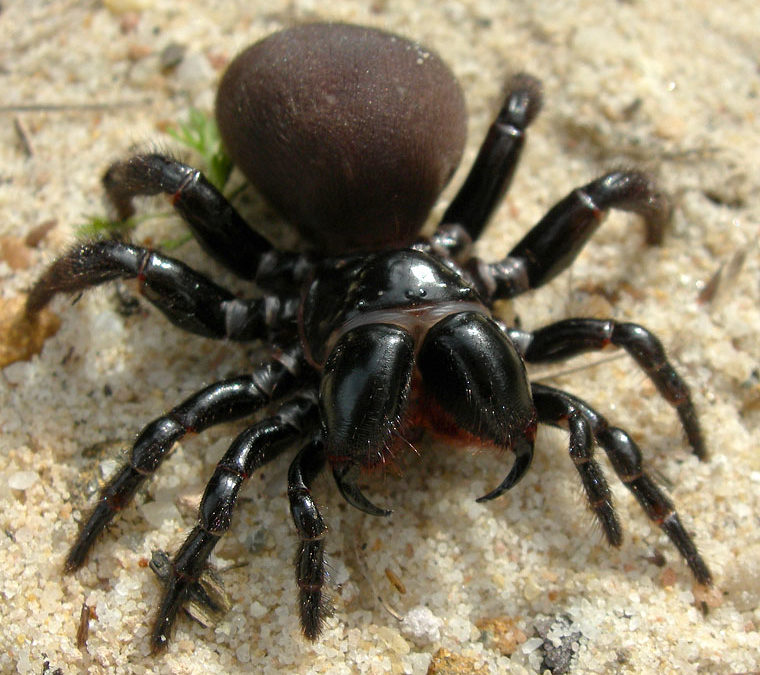 Camping on the Nullarbor: Animals to Watch Out for and How to Avoid Them
