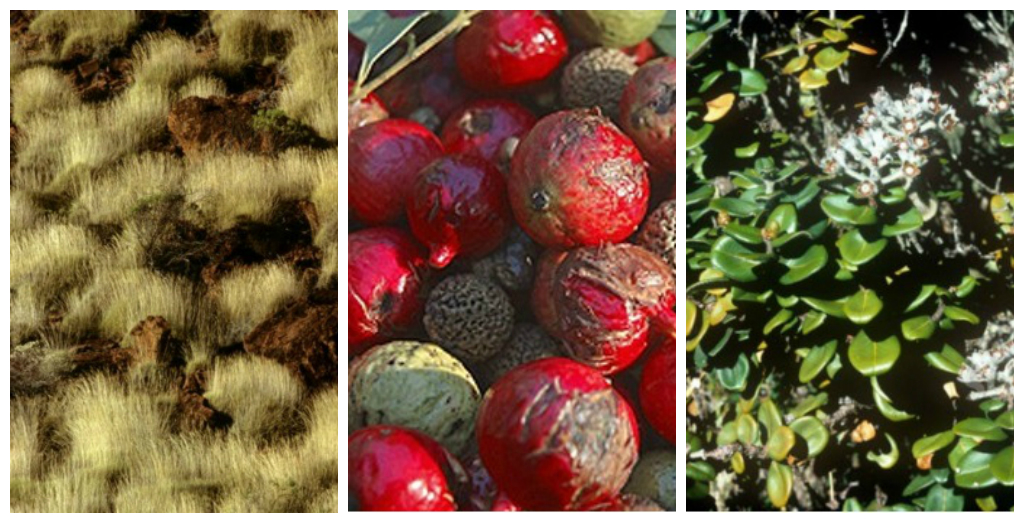 3 Amazing Plants That Thrive In The Nullarbor