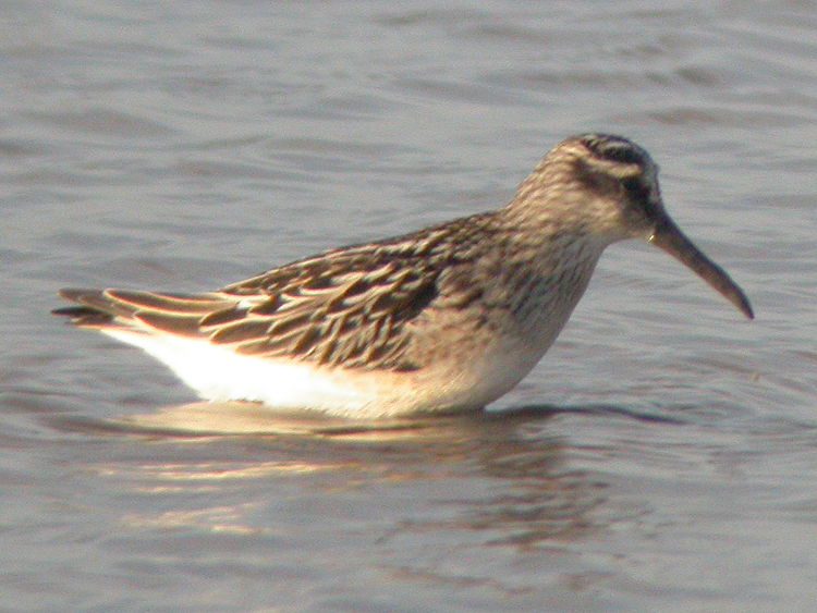 5 Rare Birds of the Eyre