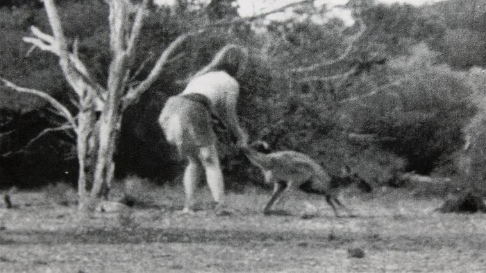 What Prehistoric Creatures Used to Roam the Nullarbor Plain?