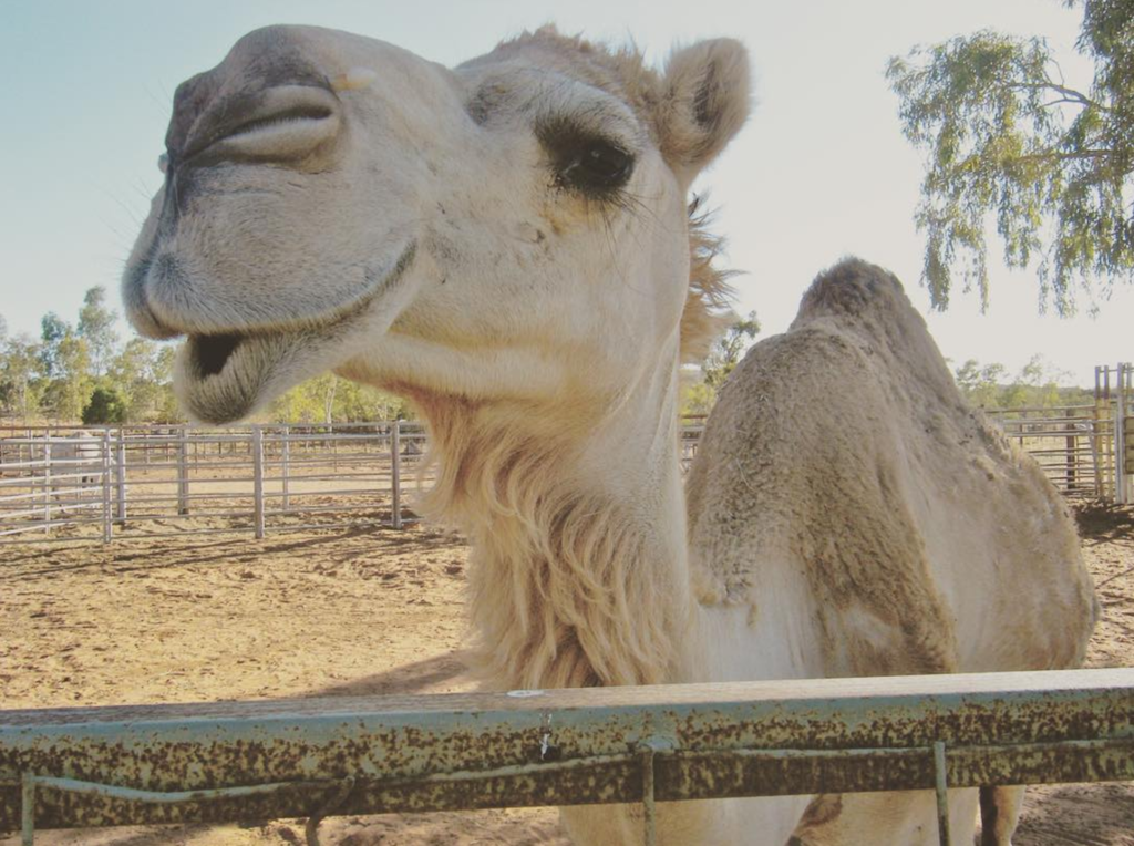 Nullarbor camel
