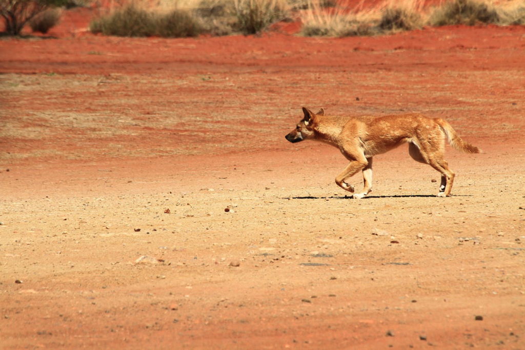 Creatures Of The Middle Of Nowhere – Wildlife Of The Nullarbor Plain